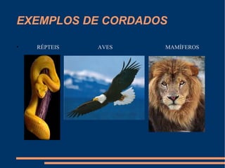 EXEMPLOS DE CORDADOS
• RÉPTEIS AVES MAMÍFEROS
 