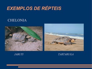 EXEMPLOS DE RÉPTEIS
CHELONIA
JABUTI TARTARUGA
 