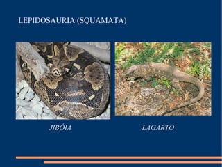 LEPIDOSAURIA (SQUAMATA)
JIBÓIA LAGARTO
 