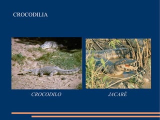 CROCODILIA
CROCODILO JACARÉ
 
