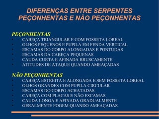 DIFERENÇAS ENTRE SERPENTES
PEÇONHENTAS E NÃO PEÇONHENTAS
PEÇONHENTAS
• CABEÇA TRIANGULAR E COM FOSSETA LOREAL
• OLHOS PEQUENOS E PUPILA EM FENDA VERTICAL
• ESCAMAS DO CORPO ALONGADAS E PONTUDAS
• ESCAMAS DA CABEÇA PEQUENAS
• CAUDA CURTA E AFINADA BRUSCAMENTE
• ATITUDES DE ATAQUE QUANDO AMEAÇADAS
NÃO PEÇONHENTAS
• CABEÇA ESTREITA E ALONGADA E SEM FOSSETA LOREAL
• OLHOS GRANDES COM PUPILA CIRCULAR
• ESCAMAS DO CORPO ACHATADAS
• CABEÇA COM PLACAS E NÃO ESCAMAS
• CAUDA LONGA E AFINADA GRADUALMENTE
• GERALMENTE FOGEM QUANDO AMEAÇADAS
 