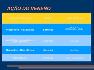 AÇÃO DO VENENO
AÇÃO FISIOPATOLÓGICA GÊNERO NOME POPULAR
Proteolítica - Coagulante Bothrops
jararaca,
jararacuçu, urutu
proteolítica – coagulante –
neurotóxica Lachesis surucucu
Hemolítica - Neurotóxica Crotalus cascavel
Neurotóxica Micrurus coral verdadeira
 