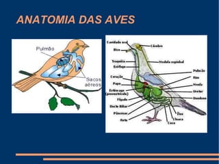 ANATOMIA DAS AVES
 