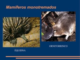 Mamíferos monotremados
ÉQUIDNA
ORNITORRINCO
 
