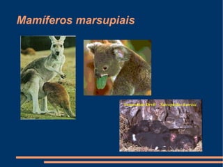 Mamíferos marsupiais
 