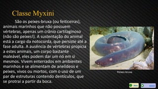 Classe Myxini
São os peixes-bruxa (ou feiticeiras),
animais marinhos que não possuem
vértebras, apenas um crânio cartilaginoso
(não são peixes!). A sustentação do animal
está a cargo da notocorda, que persiste até a
fase adulta. A ausência de vértebras propicia
a estes animais, um corpo bastante
maleável, eles podem dar um nó em si
mesmos. Vivem enterrados em ambientes
marinhos e se alimentam de anelídeos e
peixes, vivos ou mortos, com o uso de um
par de estruturas contendo dentículos, que
se protrai a partir da boca.
Peixes-bruxa
AvançarMenu
 