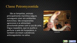 Classe Petromyzontida
São as lampréias, animais
principalmente marinhos (alguns
conseguem viver em ambientes
dulcícolas). São ectoparasitas
agressivos e se alimentam
parasitando peixes com o uso de uma
língua raspadora, que os auxilia a
perfurar a pele do hospedeiro, e
também secretam substâncias
anticoagulantes na saliva.
Lampréia
AvançarMenu
 