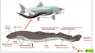 Barbatana dorsal anterior Barbatana dorsal posteriorOlhos
Narina
Túnel bucal
Cabeça
Brânquias externas Tronco Abertura cloacal
Calda
Nadadeira
VoltarMenu
 