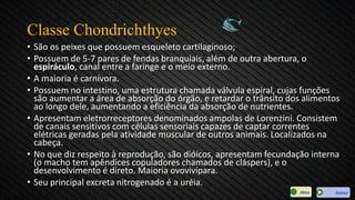 Classe Chondrichthyes
• São os peixes que possuem esqueleto cartilaginoso;
• Possuem de 5-7 pares de fendas branquiais, além de outra abertura, o
espiráculo, canal entre a faringe e o meio externo.
• A maioria é carnívora.
• Possuem no intestino, uma estrutura chamada válvula espiral, cujas funções
são aumentar a área de absorção do órgão, e retardar o trânsito dos alimentos
ao longo dele, aumentando a eficiência da absorção de nutrientes.
• Apresentam eletrorreceptores denominados ampolas de Lorenzini. Consistem
de canais sensitivos com células sensoriais capazes de captar correntes
elétricas geradas pela atividade muscular de outros animais. Localizados na
cabeça.
• No que diz respeito à reprodução, são dióicos, apresentam fecundação interna
(o macho tem apêndices copuladores chamados de cláspers), e o
desenvolvimento é direto. Maioria ovovivípara.
• Seu principal excreta nitrogenado é a uréia.
AvançarMenu
 