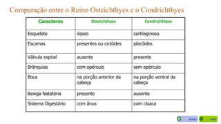 Caracteres Osteichthyes Condrichthyes
Esqueleto ósseo cartilaginoso
Escamas presentes ou ciclóides placóides
Válvula espiral ausente presente
Brânquias com opérculo sem opérculo
Boca na porção anterior da
cabeça
na porção ventral da
cabeça
Bexiga Natatória presente ausente
Sistema Digestório com ânus com cloaca
Comparação entre o Reino Osteichthyes e o Condrichthyes
VoltarAvançar
 
