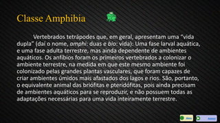 Classe Amphibia
Vertebrados tetrápodes que, em geral, apresentam uma “vida
dupla” (daí o nome, amphi: duas e bio: vida): Uma fase larval aquática,
e uma fase adulta terrestre, mas ainda dependente de ambientes
aquáticos. Os anfíbios foram os primeiros vertebrados a colonizar o
ambiente terrestre, na medida em que este mesmo ambiente foi
colonizado pelas grandes plantas vasculares, que foram capazes de
criar ambientes úmidos mais afastados dos lagos e rios. São, portanto,
o equivalente animal das briófitas e pteridófitas, pois ainda precisam
de ambientes aquáticos para se reproduzir, e não possuem todas as
adaptações necessárias para uma vida inteiramente terrestre.
AvançarMenu
 
