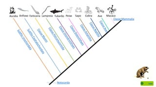 Notocorda
Ascidia Anfioxo Feiticeira Lampreia Tubarão Peixe Sapo Cobra Ave Macaco
Classe Mammalia
Voltar
 