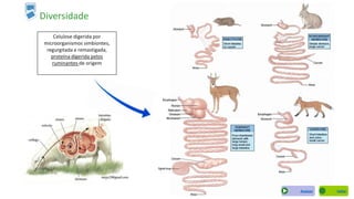 Rickman et al., 2009
Diversidade
Rickman et al., 2009
Celulose digerida por
microorganismos simbiontes,
regurgitada e remastigada,
proteína digerida pelos
ruminantes de origem
microbiana
VoltarAvançar
 