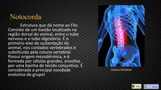 Notocorda
Estrutura que dá nome ao Filo.
Consiste de um bastão localizado na
região dorsal do animal, entre o tubo
nervoso e o tubo digestório. É o
primeiro eixo de sustentação do
animal, nos cordados vertebrados é
substituída pela coluna vertebral.
Possui origem mesodérmica, e é
formada por células grandes, envoltas
por uma bainha de tecido conjuntivo. É
considerada a principal novidade
evolutiva do grupo!
Coluna Vertebral
AvançarMenu
 