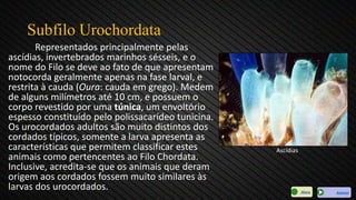Subfilo Urochordata
Representados principalmente pelas
ascídias, invertebrados marinhos sésseis, e o
nome do Filo se deve ao fato de que apresentam
notocorda geralmente apenas na fase larval, e
restrita à cauda (Oura: cauda em grego). Medem
de alguns milímetros até 10 cm, e possuem o
corpo revestido por uma túnica, um envoltório
espesso constituído pelo polissacarídeo tunicina.
Os urocordados adultos são muito distintos dos
cordados típicos, somente a larva apresenta as
características que permitem classificar estes
animais como pertencentes ao Filo Chordata.
Inclusive, acredita-se que os animais que deram
origem aos cordados fossem muito similares às
larvas dos urocordados.
Ascídias
AvançarMenu
 