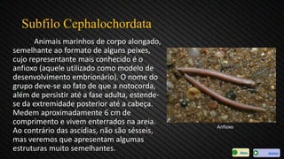 Subfilo Cephalochordata
Animais marinhos de corpo alongado,
semelhante ao formato de alguns peixes,
cujo representante mais conhecido é o
anfioxo (aquele utilizado como modelo de
desenvolvimento embrionário). O nome do
grupo deve-se ao fato de que a notocorda,
além de persistir até a fase adulta, estende-
se da extremidade posterior até a cabeça.
Medem aproximadamente 6 cm de
comprimento e vivem enterrados na areia.
Ao contrário das ascídias, não são sésseis,
mas veremos que apresentam algumas
estruturas muito semelhantes.
Anfioxo
AvançarMenu
 