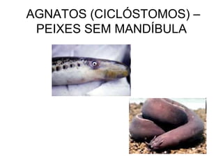 AGNATOS (CICLÓSTOMOS) –
 PEIXES SEM MANDÍBULA
 
