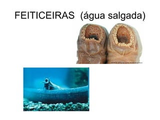 FEITICEIRAS (água salgada)
 