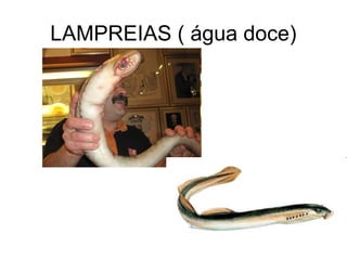 LAMPREIAS ( água doce)
 