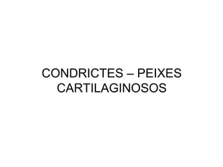 CONDRICTES – PEIXES
  CARTILAGINOSOS
 