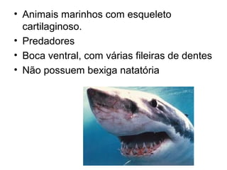 • Animais marinhos com esqueleto
  cartilaginoso.
• Predadores
• Boca ventral, com várias fileiras de dentes
• Não possuem bexiga natatória
 