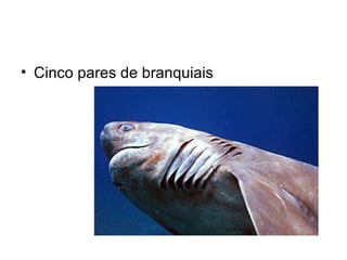 • Cinco pares de branquiais
 