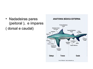 • Nadadeiras pares
   (peitoral ), e ímpares
( dorsal e caudal)
 