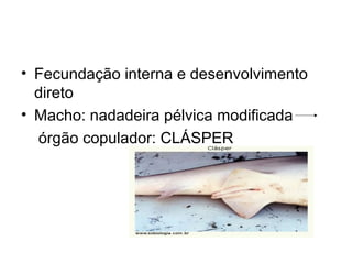 • Fecundação interna e desenvolvimento
  direto
• Macho: nadadeira pélvica modificada
  órgão copulador: CLÁSPER
 