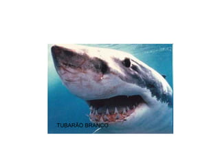 TUBARÃO BRANCO
 