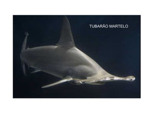 TUBARÃO MARTELO
 