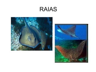 RAIAS
 
