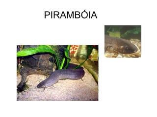PIRAMBÓIA
 