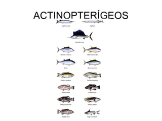 ACTINOPTERÍGEOS
 