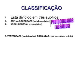 CLASSIFICAÇÃO
•    Está dividido em três subfilos:
1.   CEPHALOCHORDATA ( cefalocordados)
2.   UROCHORDATA ( urocordados)




3. VERTEBRATA ( vertebrados): CRANIATAS ( por possuírem crânio)
 