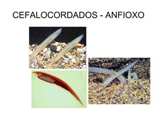 CEFALOCORDADOS - ANFIOXO
 