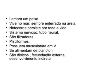 •   Lembra um peixe.
•   Vive no mar, sempre enterrado na areia.
•   Notocorda persiste por toda a vida.
•   Sistema nervoso: tubo neural.
•   São filtradores.
•   Pisciformes.
•   Possuem musculatura em V
•   Se alimentam de plancton
•   São dióicos , fecundação externa,
    desenvolvimento indireto
 