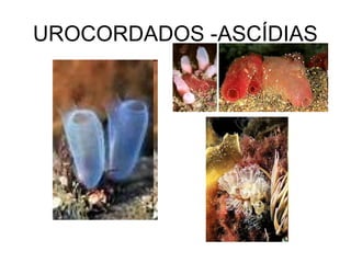 UROCORDADOS -ASCÍDIAS
 