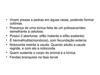 • Vivem presas a pedras em águas rasas, podendo formar
  colônias.
• Presença de uma túnica feita de um polissacarídeo
  semelhante à celulose.
• Possui 2 aberturas: sifão inalante e sifão exalante)
• É hermafrodita(monóicos), com fecundação externa
• Notocorda restrita à cauda. Quando adulto a cauda
  regride, e com ela a notocorda.
• Quem sustenta o corpo do animal é a túnica.
• Fendas branquiais na fase larval
 