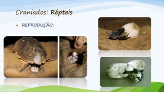 Craniados: Répteis
 REPRODUÇÃO:
 