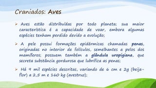 Craniados: Aves
 Aves estão distribuídas por todo planeta; sua maior
característica é a capacidade de voar, embora algumas
espécies tenham perdido devido a evolução;
 A pele possui formações epidérmicas chamadas penas,
originadas no interior de folículos, semelhantes a pelos dos
mamíferos; possuem também a glândula uropigiana, que
secreta substância gordurosa que lubrifica as penas;
 Há 9 mil espécies descritas, variando de 6 cm e 2g (beija-
flor) a 2,5 m e 160 kg (avestruz);
 