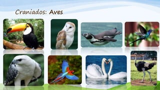 Craniados: Aves
 
