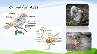 Craniados: Aves
 
