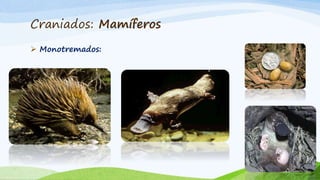 Craniados: Mamíferos
 Monotremados:
 
