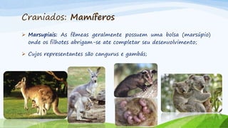 Craniados: Mamíferos
 Marsupiais: As fêmeas geralmente possuem uma bolsa (marsúpio)
onde os filhotes abrigam-se ate completar seu desenvolvimento;
 Cujos representantes são cangurus e gambás;
 