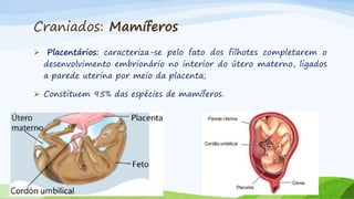 Craniados: Mamíferos
 Placentários: caracteriza-se pelo fato dos filhotes completarem o
desenvolvimento embrionário no interior do útero materno, ligados
a parede uterina por meio da placenta;
 Constituem 95% das espécies de mamíferos.
 