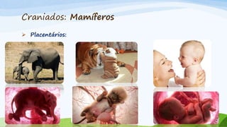 Craniados: Mamíferos
 Placentários:
 