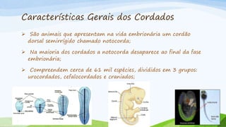 Características Gerais dos Cordados
 São animais que apresentam na vida embrionária um cordão
dorsal semirrígido chamado notocorda;
 Na maioria dos cordados a notocorda desaparece ao final da fase
embrionária;
 Compreendem cerca de 61 mil espécies, divididos em 3 grupos:
urocordados, cefalocordados e craniados;
 