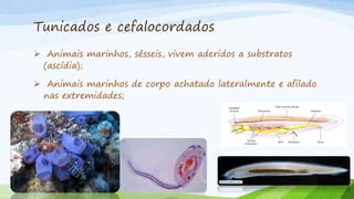 Tunicados e cefalocordados
 Animais marinhos, sésseis, vivem aderidos a substratos
(ascídia);
 Animais marinhos de corpo achatado lateralmente e afilado
nas extremidades;
 