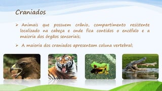 Craniados
 Animais que possuem crânio, compartimento resistente
localizado na cabeça e onde fica contidos o encéfalo e a
maioria dos órgãos sensoriais;
 A maioria dos craniados apresentam coluna vertebral;
 