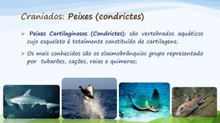 Craniados: Peixes (condrictes)
 Peixes Cartilaginosos (Condrictes): são vertebrados aquáticos
cujo esqueleto é totalmente constituído de cartilagens;
 Os mais conhecidos são os elasmobrânquios grupo representado
por tubarões, cações, raias e quimeras;
 